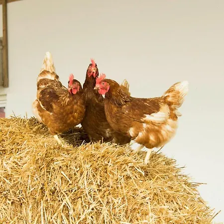 Murg Niederhof *
